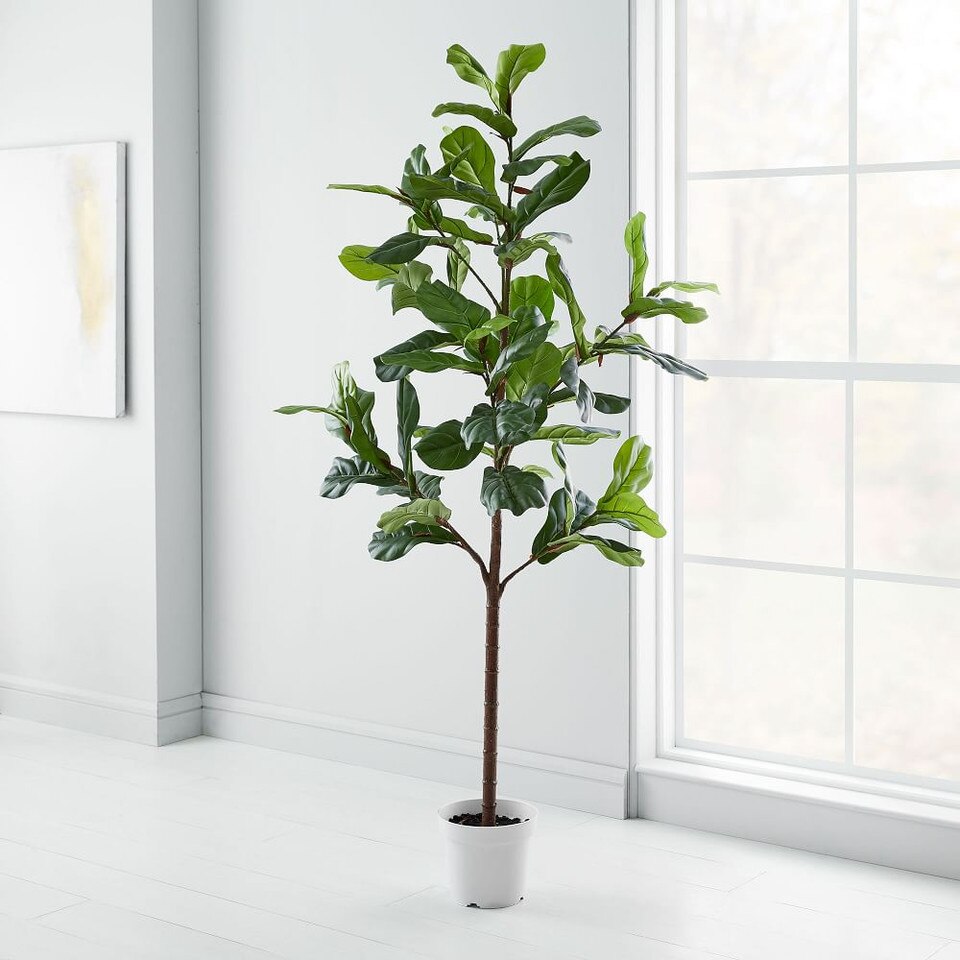Faux Potted Fiddle Leaf Fig Plant 7' West Elm UK
